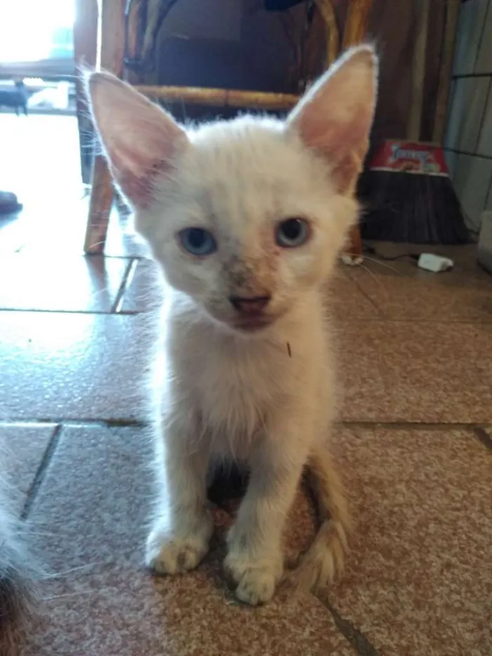 Gato raça  idade 2 a 6 meses nome Sem jome