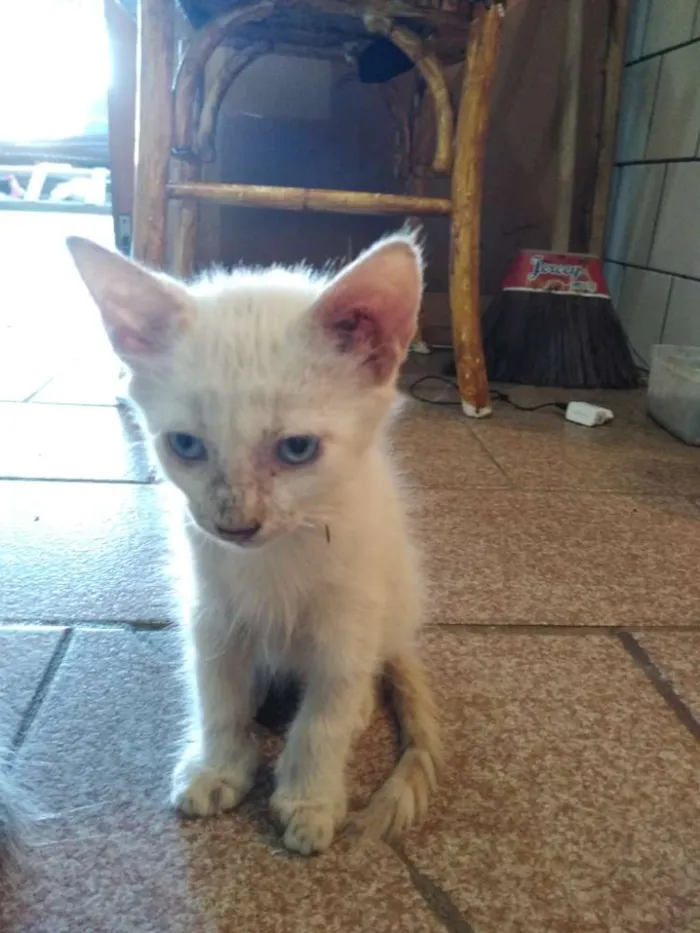 Gato raça  idade 2 a 6 meses nome Sem jome