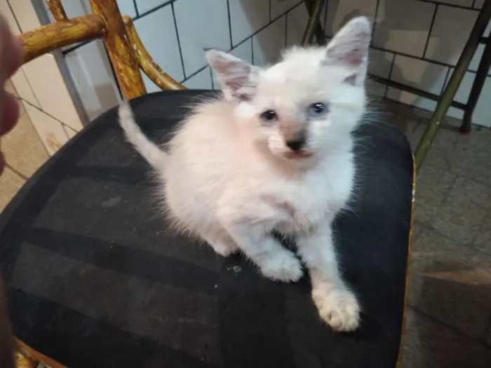 Gato raça  idade 2 a 6 meses nome Sem jome