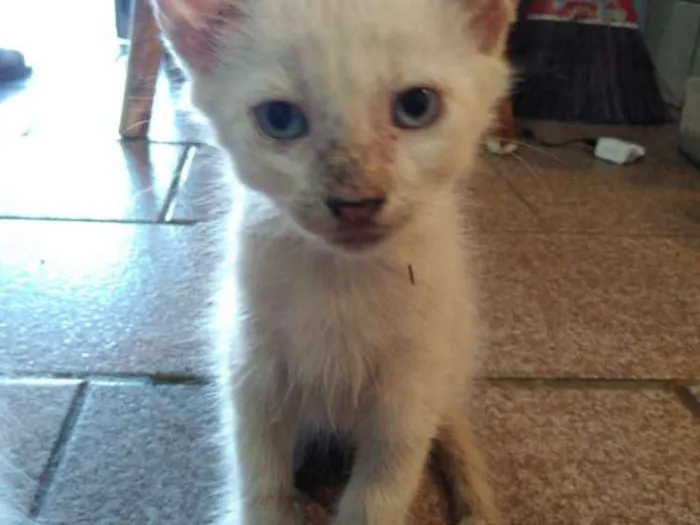 Gato raça  idade 2 a 6 meses nome Sem jome