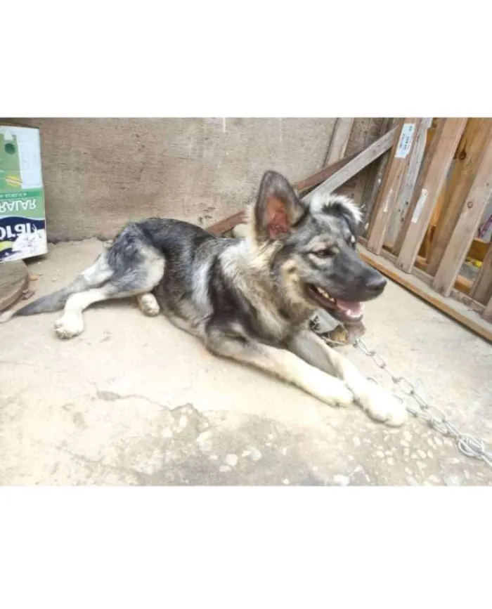 Cachorro ra a Pedigree idade 2 a 6 meses nome José
