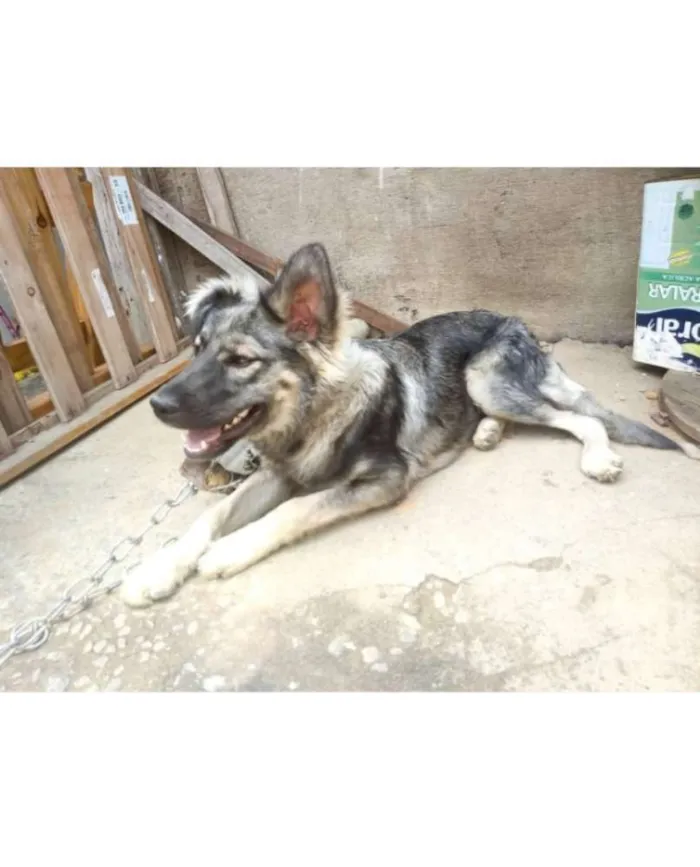 Cachorro ra a Pedigree idade 2 a 6 meses nome José