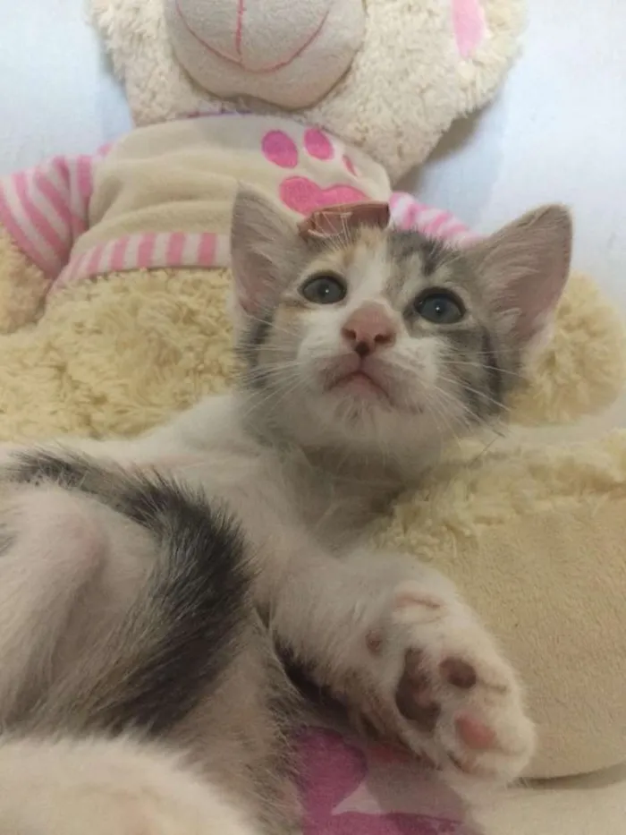 Gato ra a Sem raça definida idade 2 a 6 meses nome Cloe 
