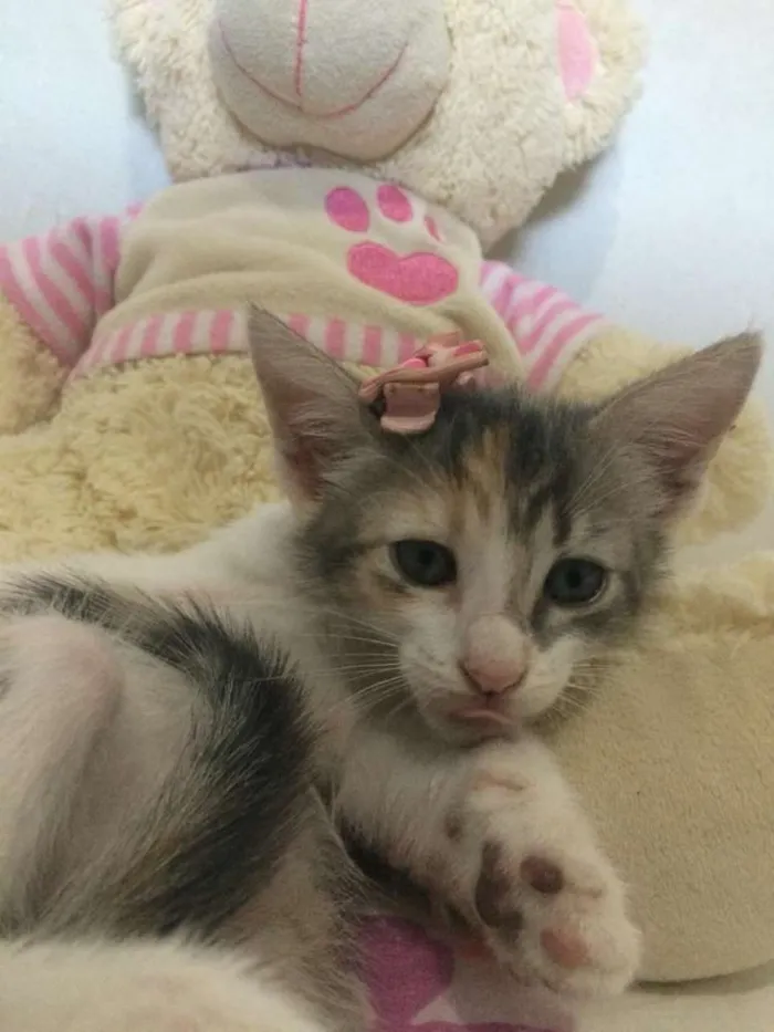 Gato ra a Sem raça definida idade 2 a 6 meses nome Cloe 