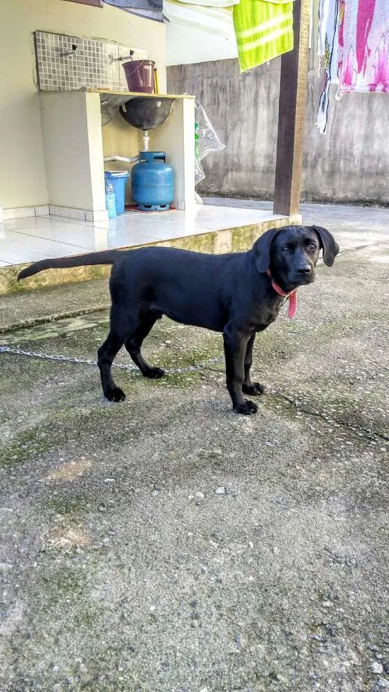 Cachorro ra a Labrador idade 2 anos nome Jonny