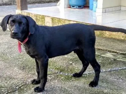 Cachorro ra a Labrador idade 2 anos nome Jonny