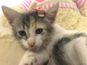 Gato raça Sem raça definida idade 2 a 6 meses nome Cloe 