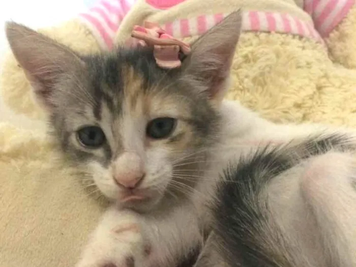Gato ra a Sem raça definida idade 2 a 6 meses nome Cloe 