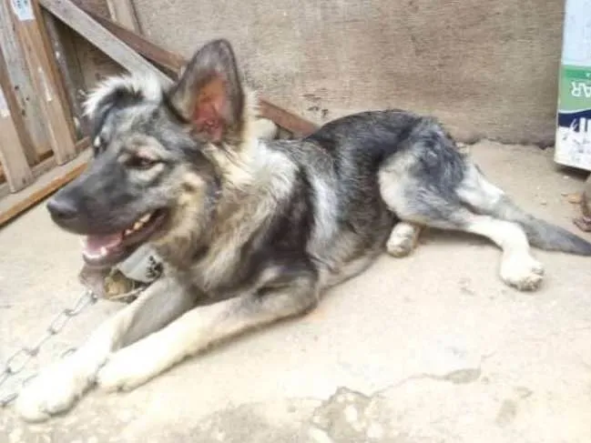 Cachorro ra a Pedigree idade 2 a 6 meses nome José