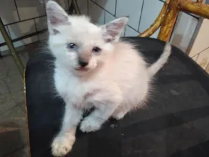Gato raça  idade 2 a 6 meses nome Sem jome