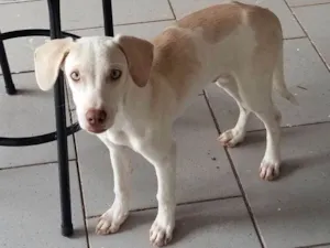 Cachorro raça SRD idade 2 a 6 meses nome Sem nome ainda