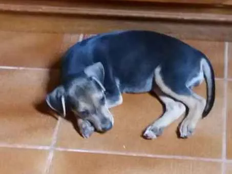 Cachorro ra a Sem Raça Definida idade 2 a 6 meses nome Denguinho