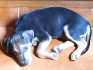 Cachorro raça Sem Raça Definida idade 2 a 6 meses nome Denguinho