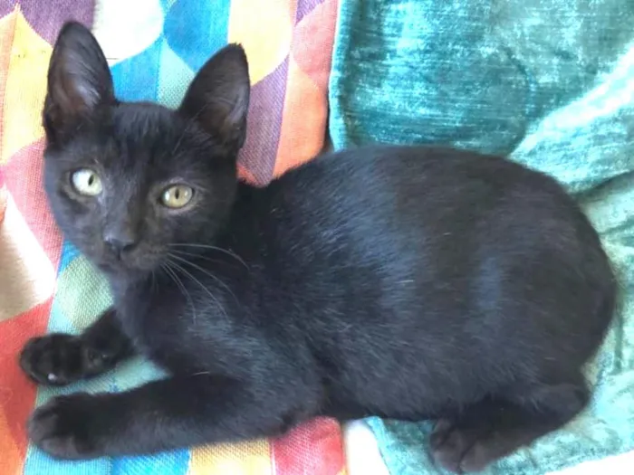 Gato ra a SRD idade 2 a 6 meses nome GAUDÍ