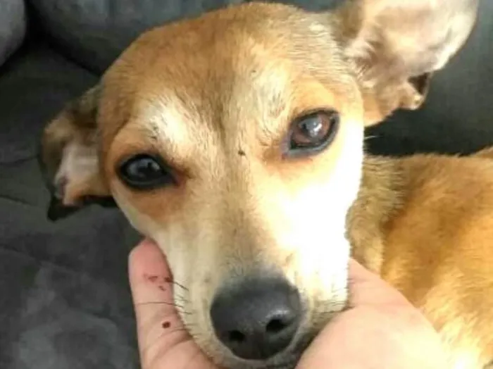 Cachorro ra a Pinscher ( Mestiça) idade 1 ano nome Babi 