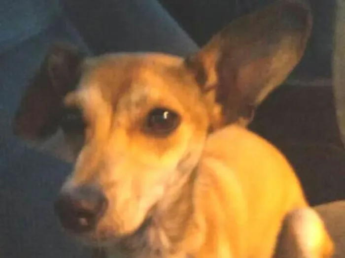 Cachorro ra a Pinscher ( Mestiça) idade 1 ano nome Babi 
