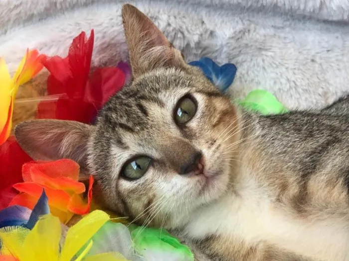 Gato ra a SRD idade 2 a 6 meses nome PACATO