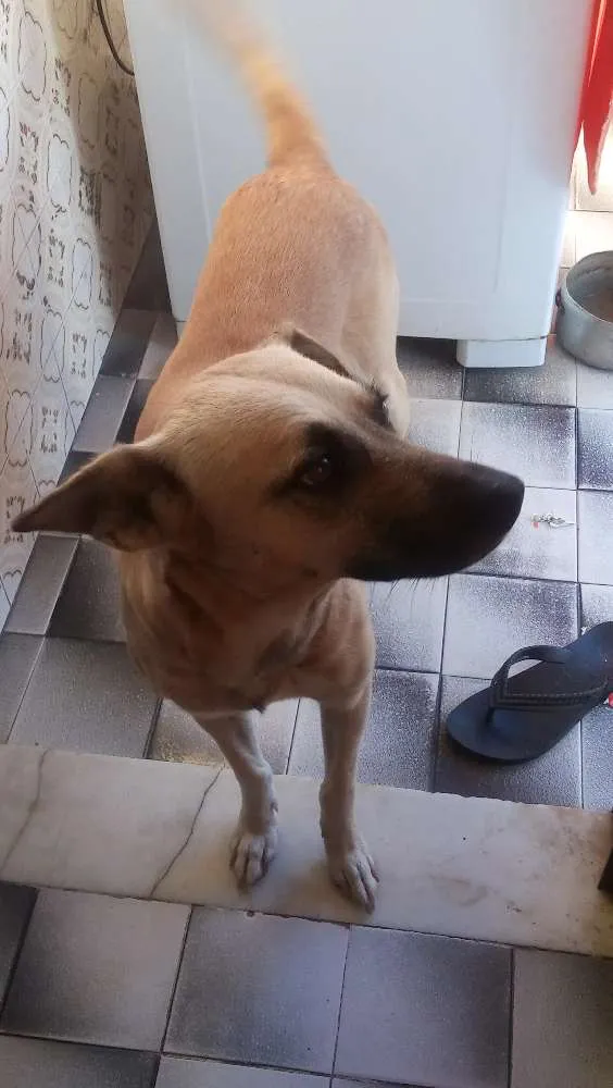 Cachorro ra a Vira Lata idade 4 anos nome Luizitto