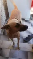 Luizitto