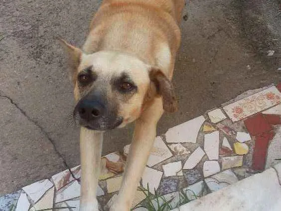 Cachorro ra a Vira Lata idade 4 anos nome Luizitto
