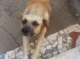 Luizitto