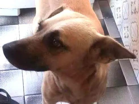 Cachorro ra a Vira Lata idade 4 anos nome Luizitto