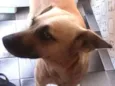Luizitto