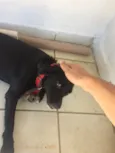 Preta 