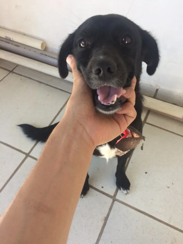 Cachorro ra a Vira lata  idade 7 a 11 meses nome Preta 