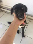 Preta 