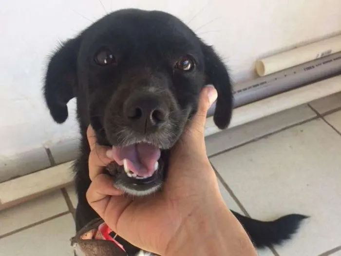 Cachorro ra a Vira lata  idade 7 a 11 meses nome Preta 