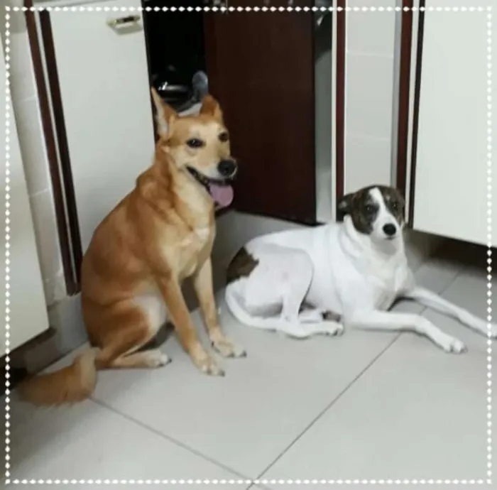 Cachorro ra a SRD idade 3 anos nome Ruivo