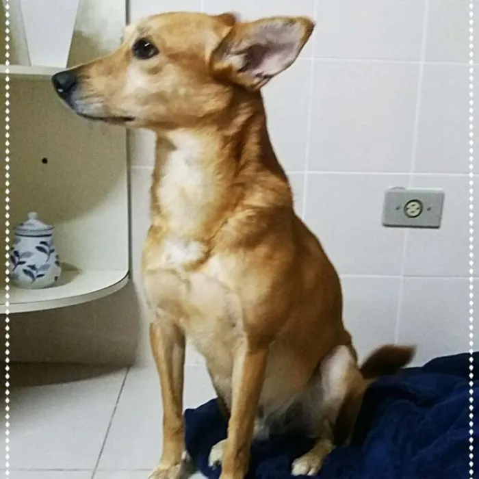 Cachorro ra a SRD idade 3 anos nome Ruivo