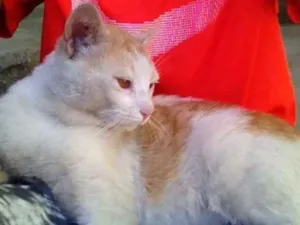 Gato raça srd idade 1 ano nome sem nome