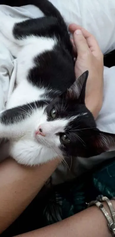 Gato raça SRD idade 2 a 6 meses nome Milki