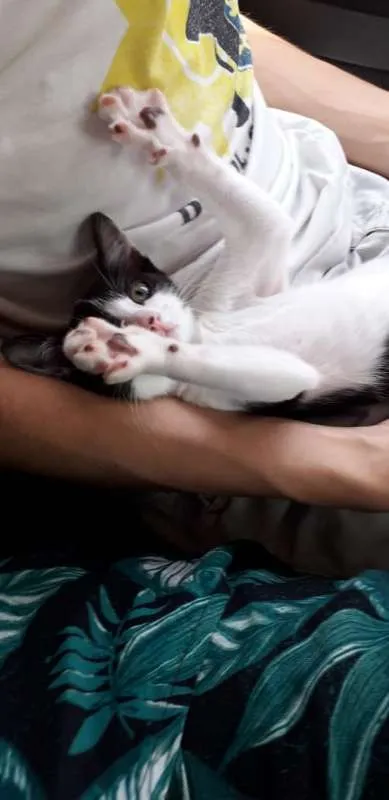 Gato raça SRD idade 2 a 6 meses nome Milki