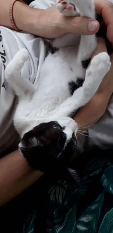 Gato raça SRD idade 2 a 6 meses nome Milki