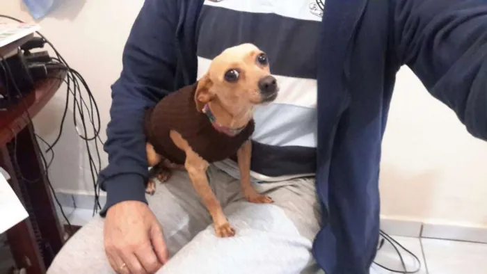 Cachorro ra a viralata idade 3 anos nome Kelly