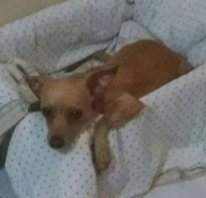 Cachorro ra a viralata idade 3 anos nome Kelly