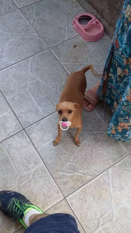 Cachorro ra a viralata idade 3 anos nome Kelly