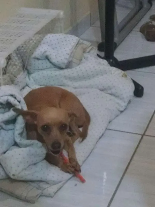 Cachorro ra a viralata idade 3 anos nome Kelly
