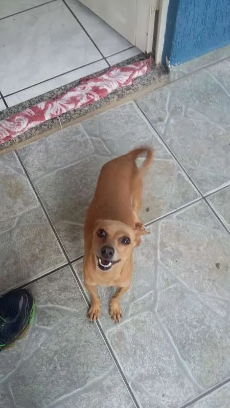 Cachorro ra a viralata idade 3 anos nome Kelly