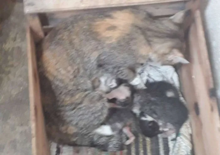 Gato raça  idade Abaixo de 2 meses nome tem 4 para doar