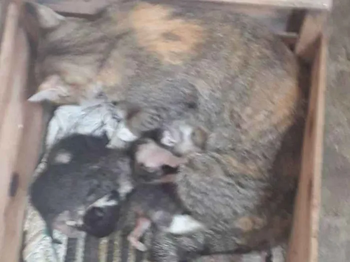 Gato raça  idade Abaixo de 2 meses nome tem 4 para doar