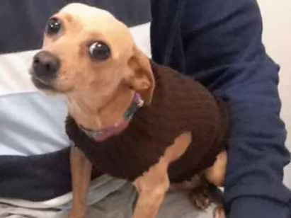 Cachorro ra a viralata idade 3 anos nome Kelly
