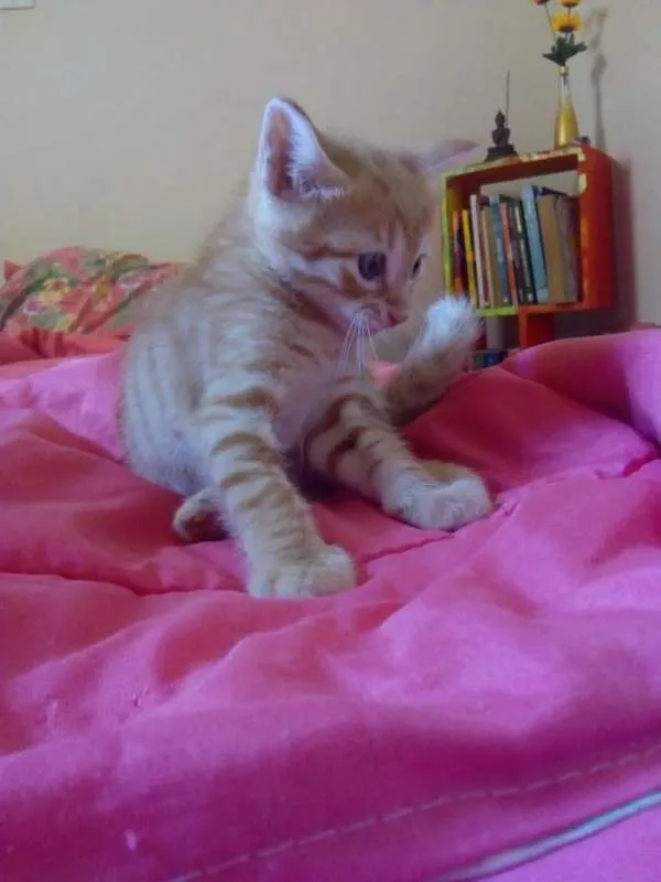 Gato raça Sem raça definida idade 2 a 6 meses nome Thor