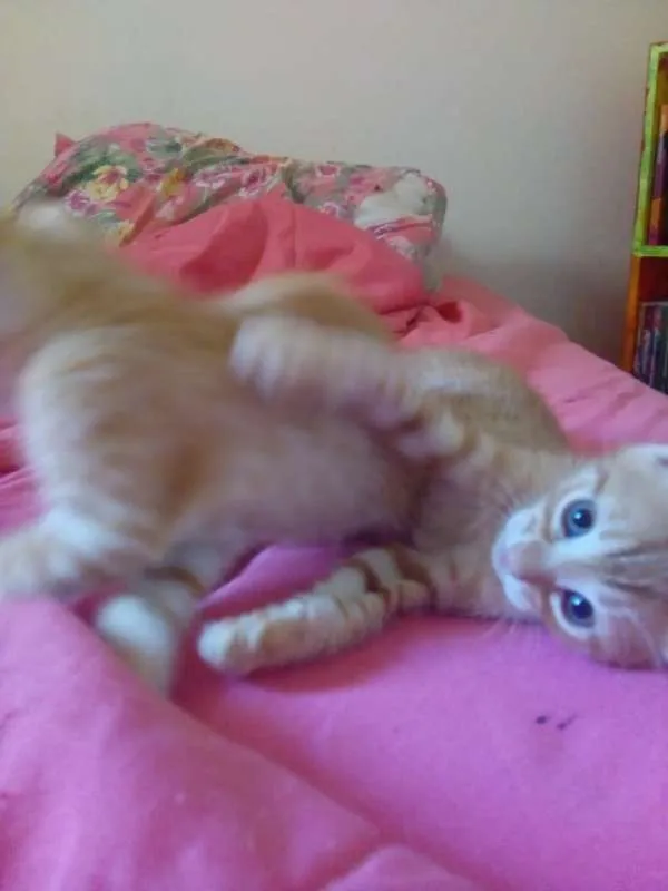 Gato raça Sem raça definida idade 2 a 6 meses nome Thor