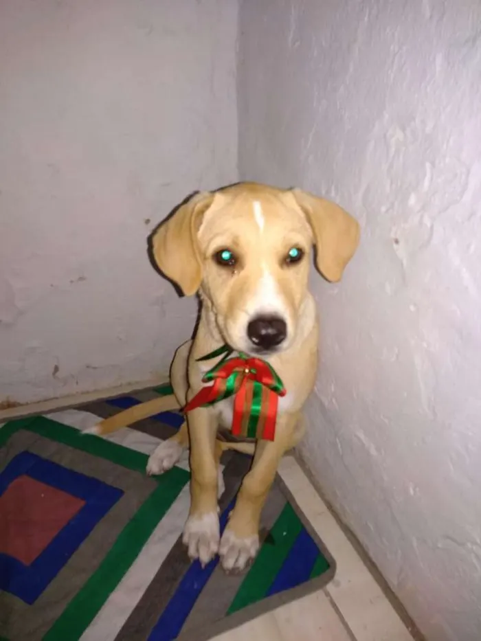 Cachorro ra a Indefinido idade 2 a 6 meses nome Polar
