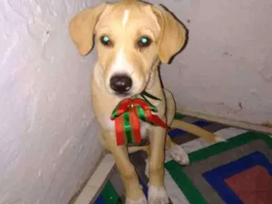 Cachorro raça Indefinido idade 2 a 6 meses nome Polar