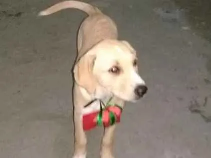 Cachorro ra a Indefinido idade 2 a 6 meses nome Polar